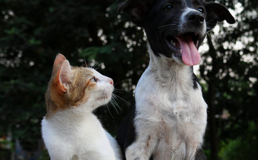 The Cancer Voice Asia | For dogs, and cats, every day is a great to be happy. Photo by Anusha Barwa on Unsplash.