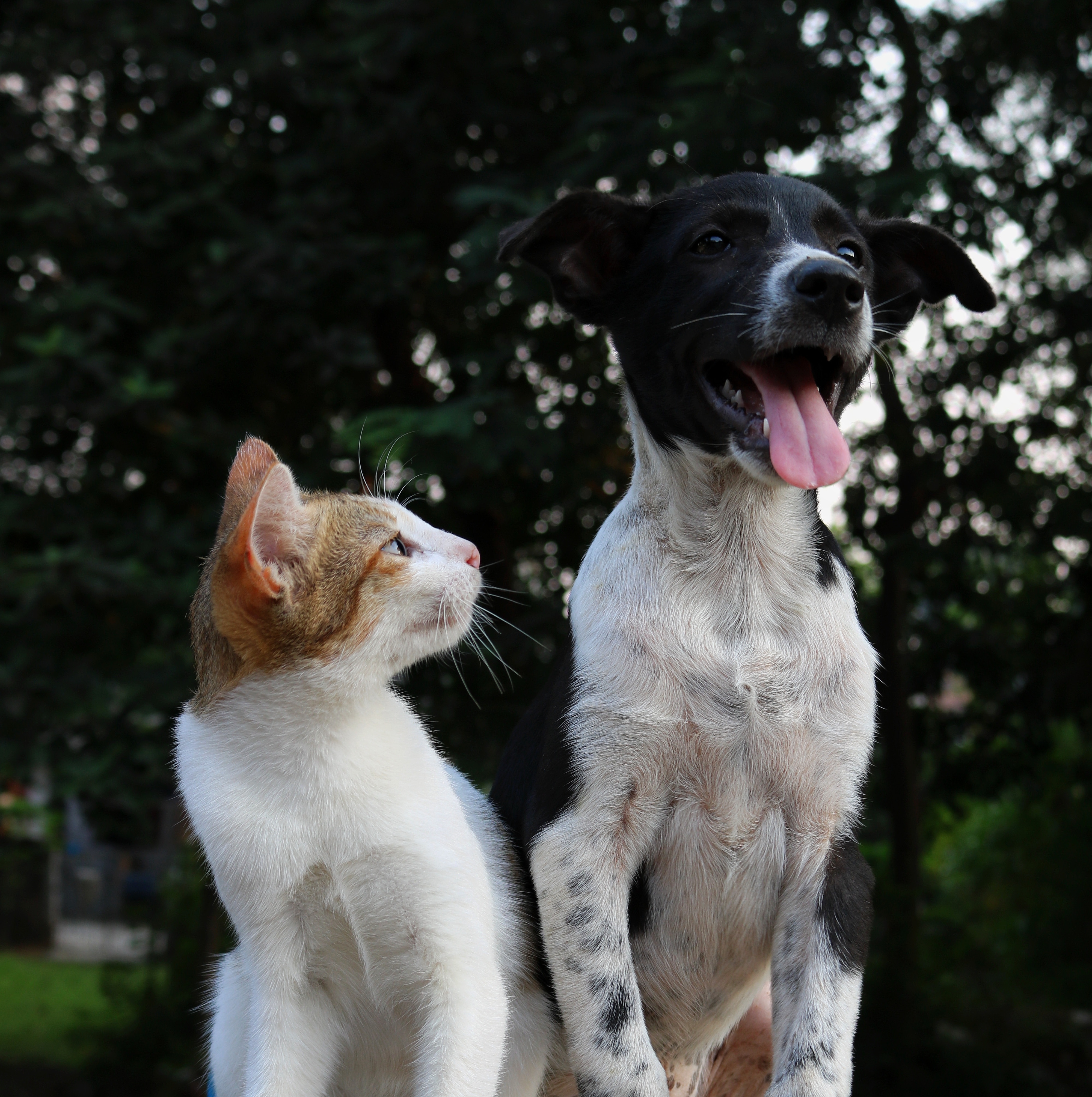 The Cancer Voice Asia | For dogs, and cats, every day is a great to be happy. Photo by Anusha Barwa on Unsplash.