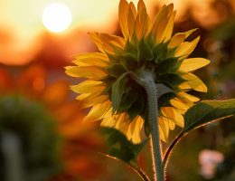 The Cancer Voice Asia | The sunflower is dedicated to every Sarcoma patients & survivors. Photo by Aaron Burden on Unsplash