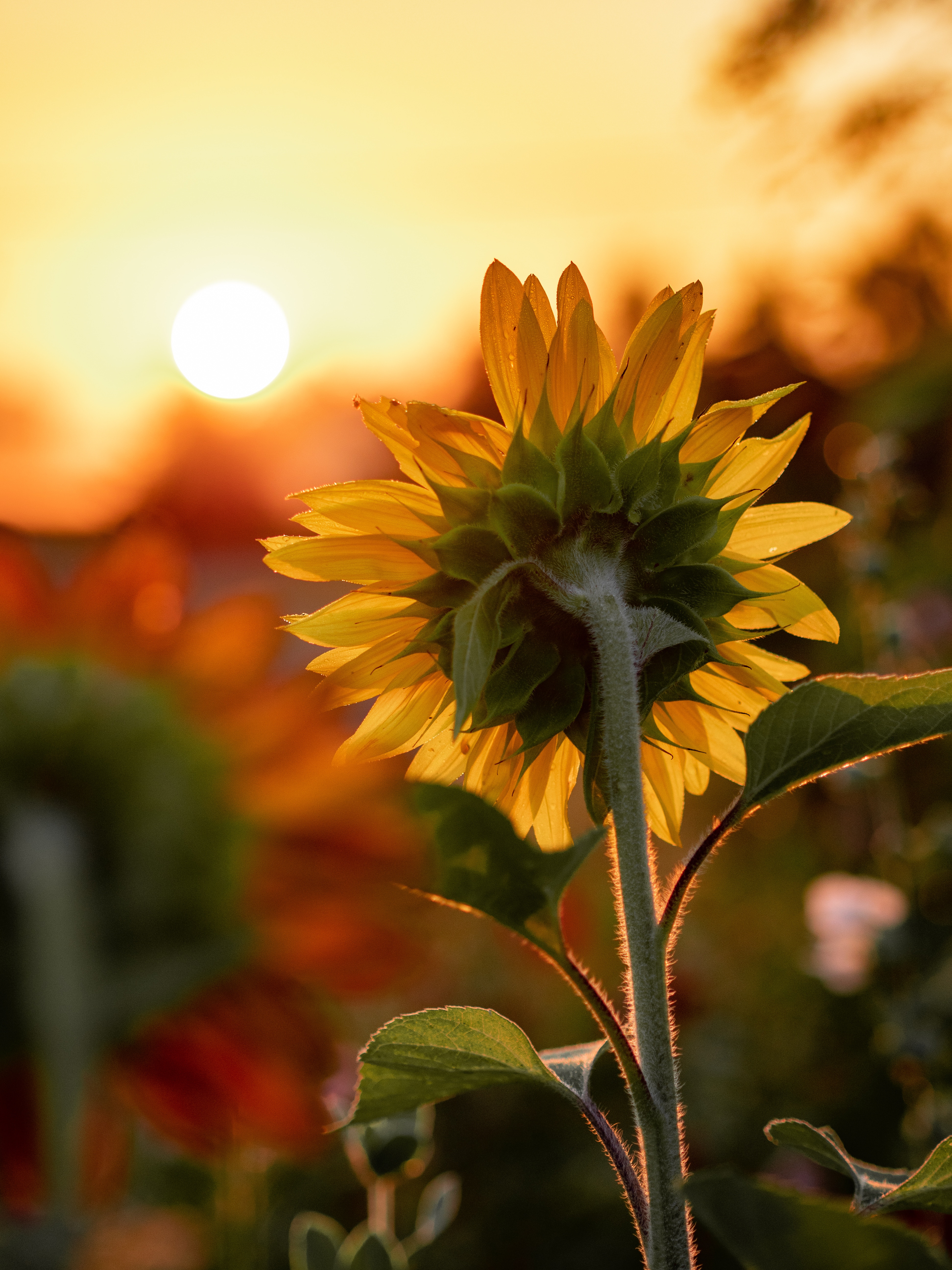 The Cancer Voice Asia | The sunflower is dedicated to every Sarcoma patients & survivors. Photo by Aaron Burden on Unsplash