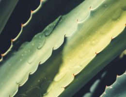 Post Care After Radiation Treatment. Photo by Miguel Bruna on Unsplash