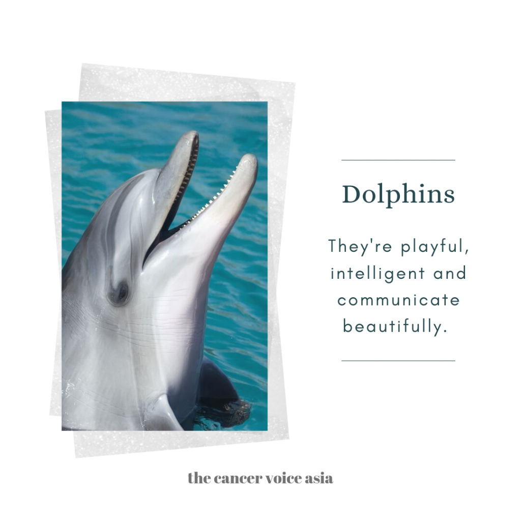 alt="dolphins"