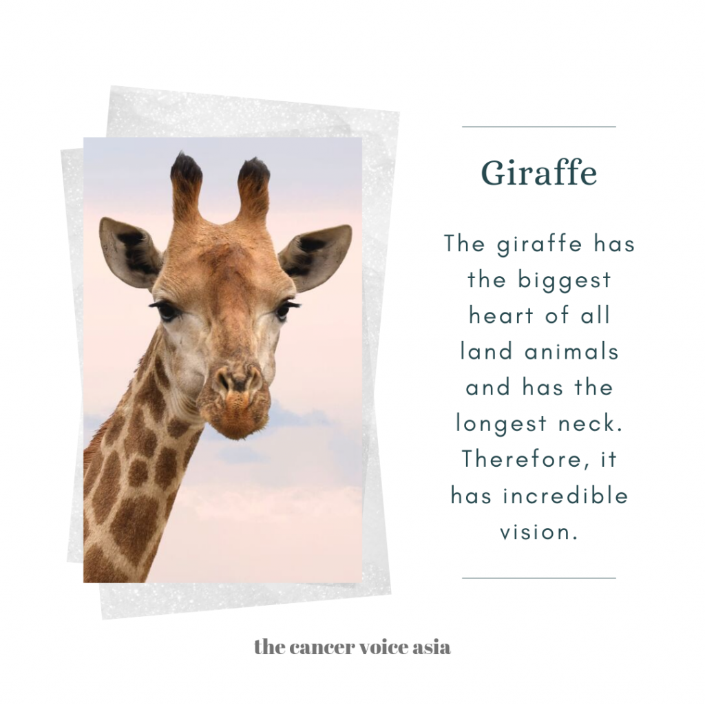 alt="giraffe"