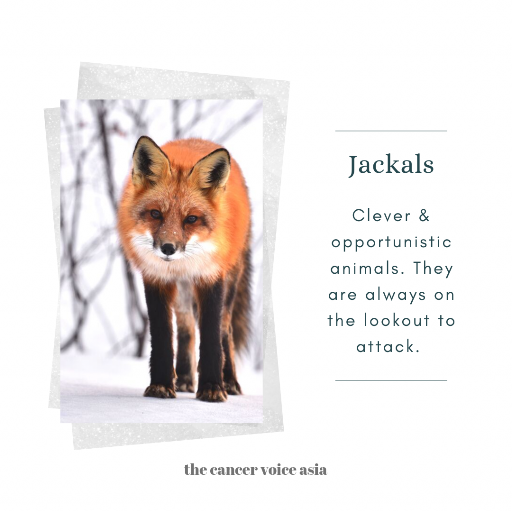 alt="jackals"