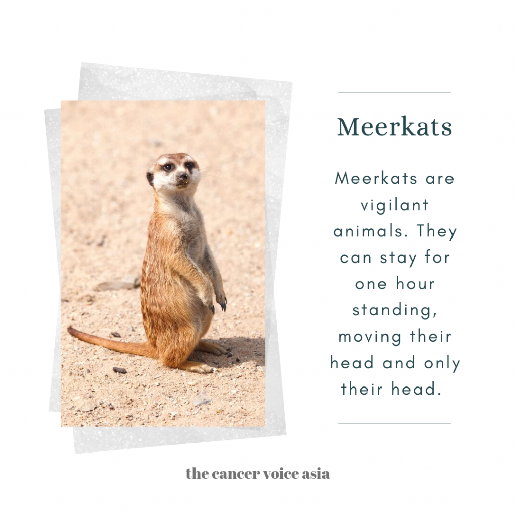 alt="meerkats"